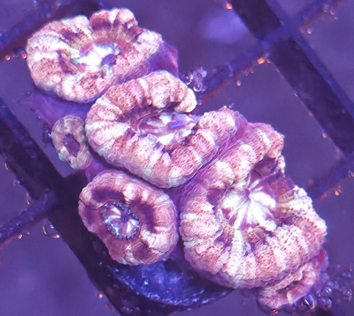 WYSIWYG Asian Acan Frag