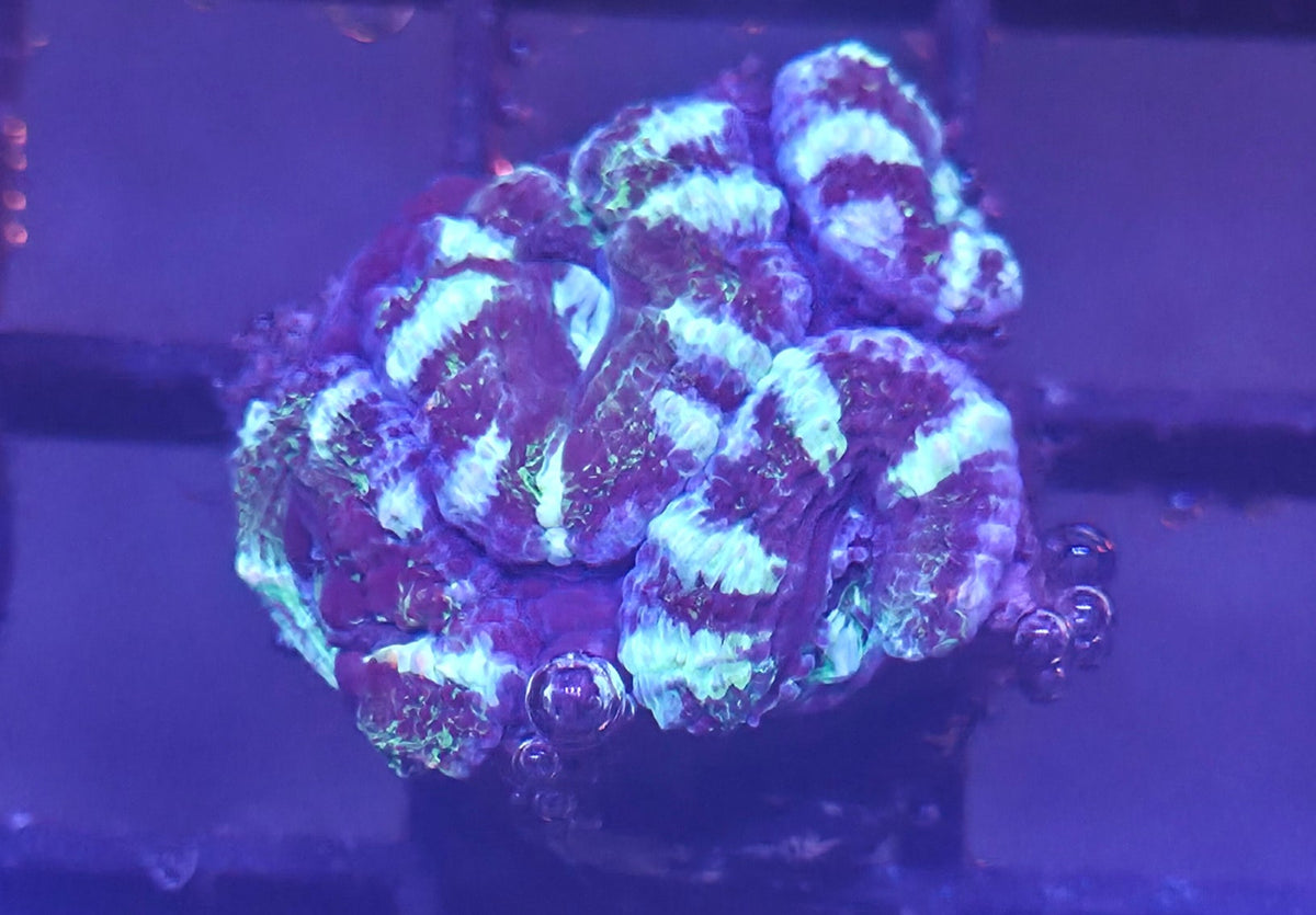 WYSIWYG Asian Acan Frag