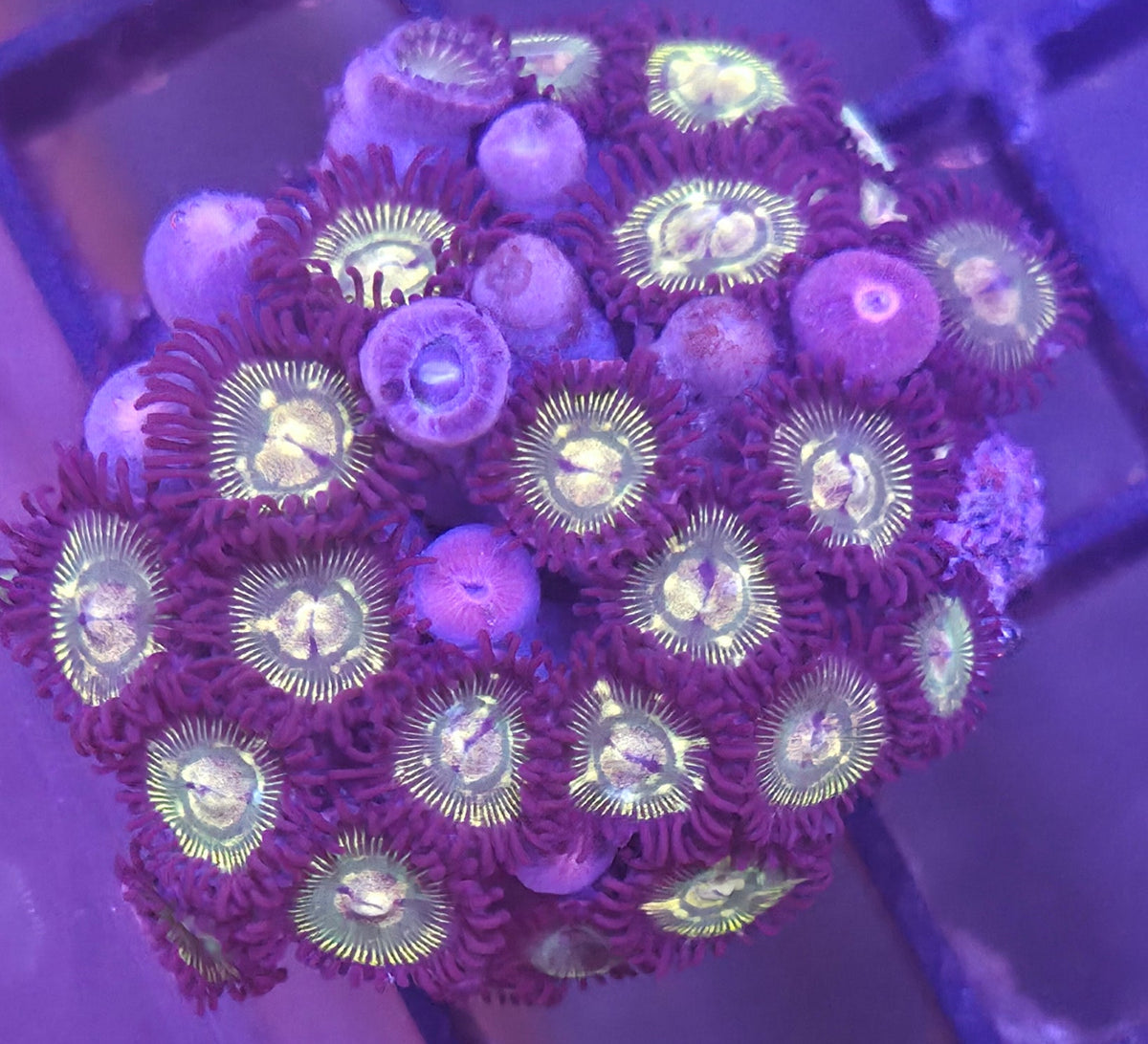 WYSIWYG Zoa Frag
