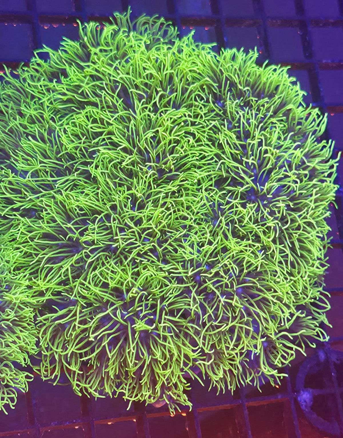 WYSIWYG XL GSP