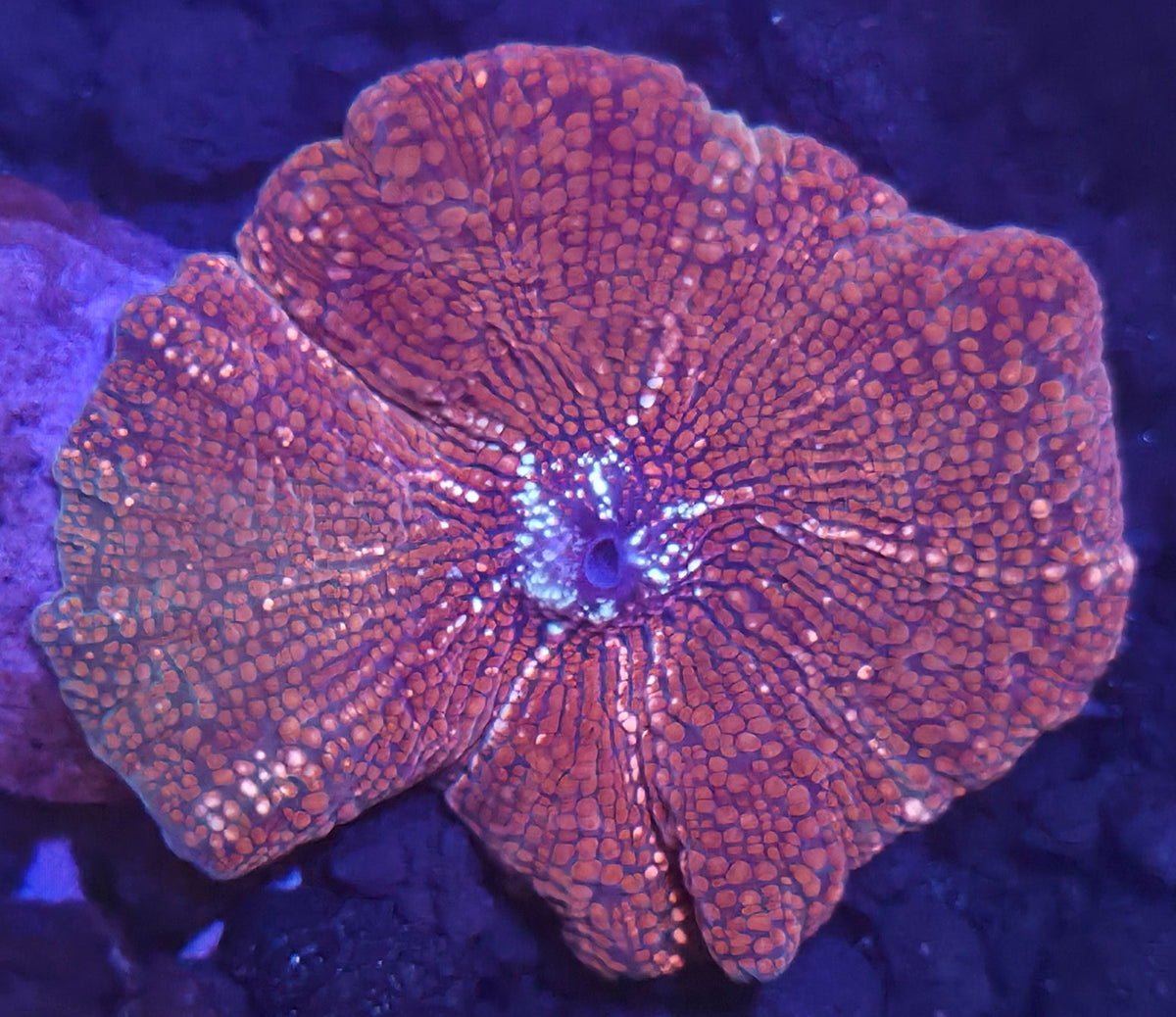 WYSIWYG Disco Mushroom