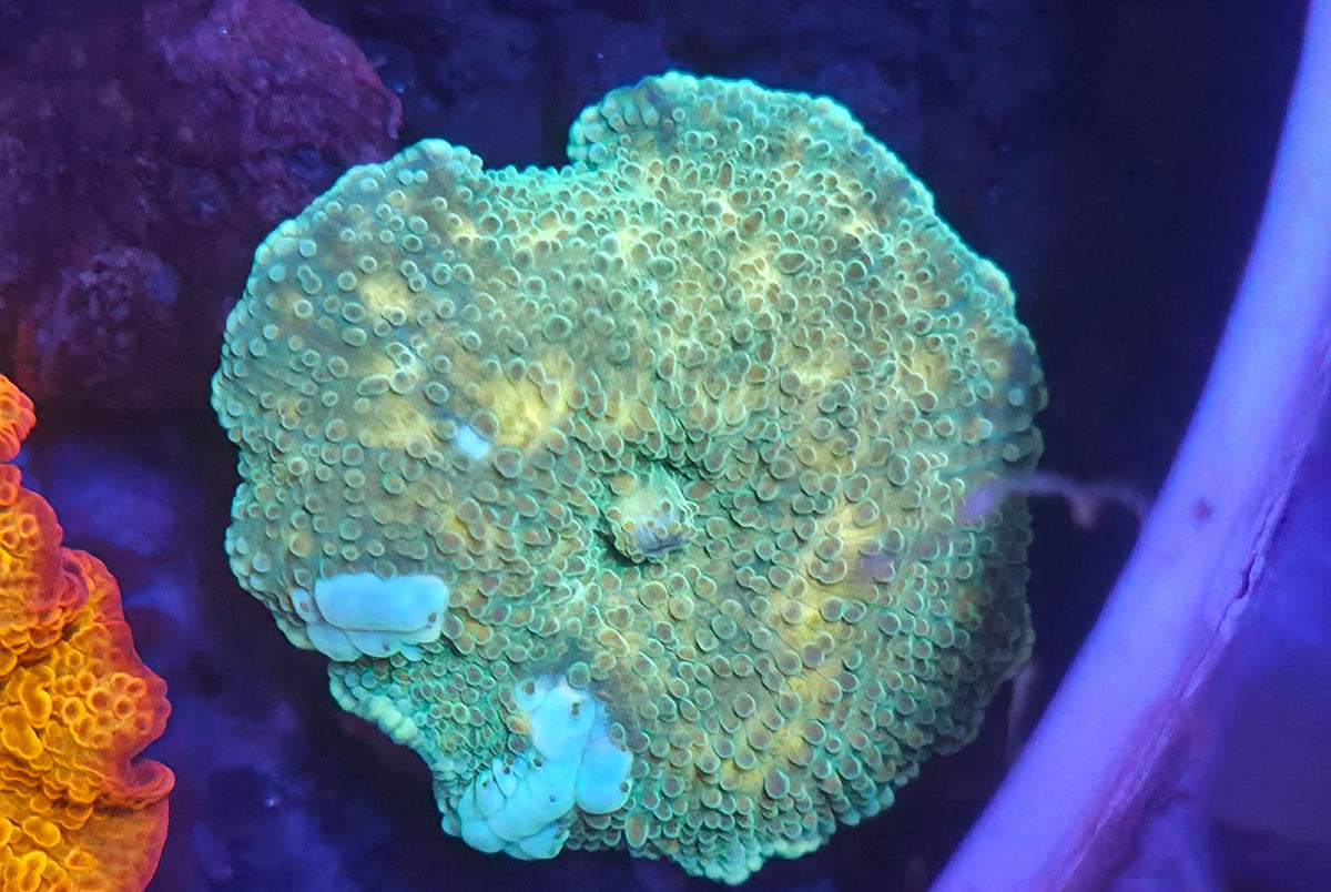 WYSIWYG Disco Mushroom