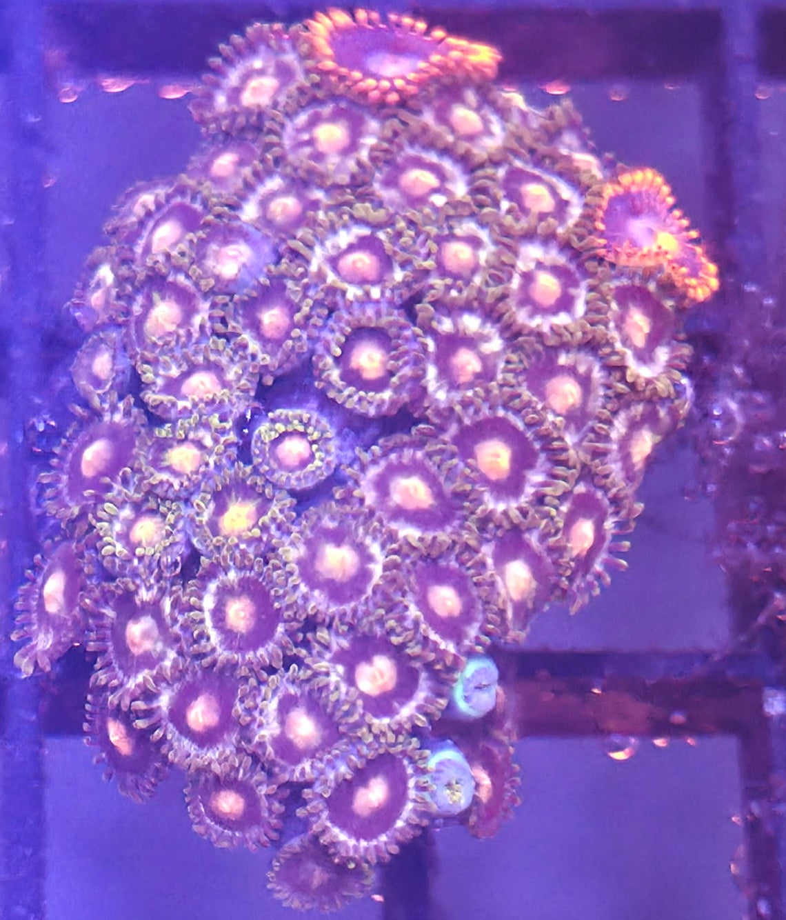 WYSIWYG Zoa Frag