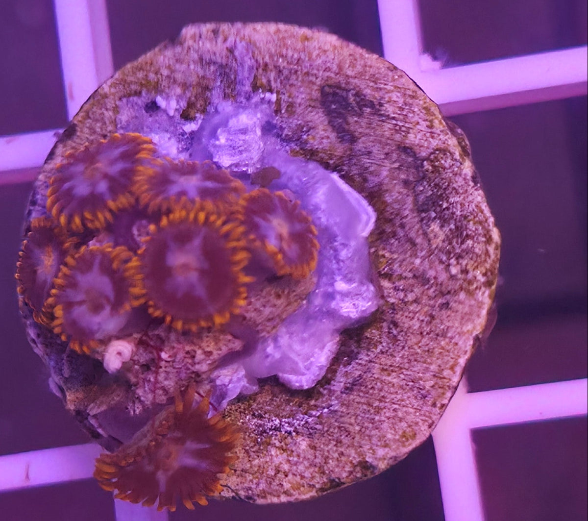 WYSIWYG Zoa Frag
