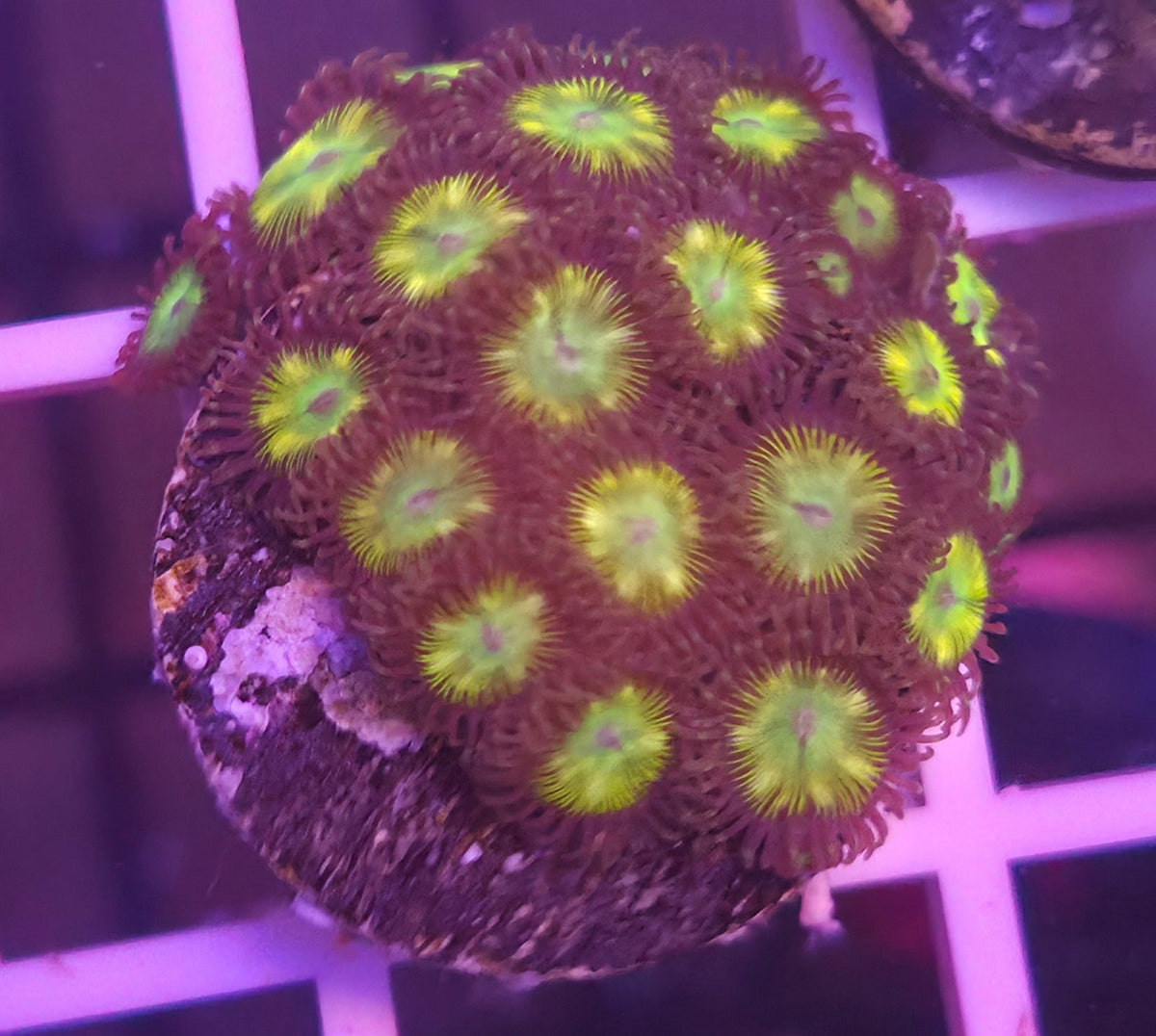 WYSIWYG Zoa Frag
