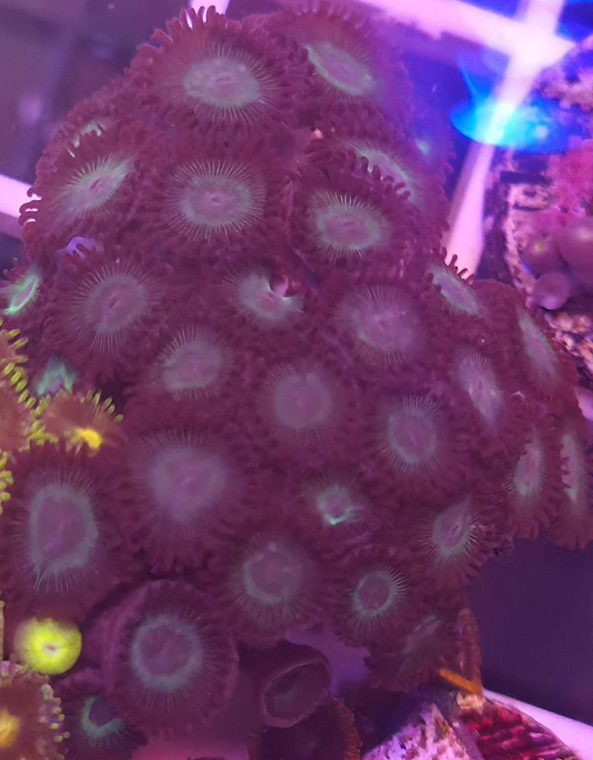 WYSIWYG Zoa Frag