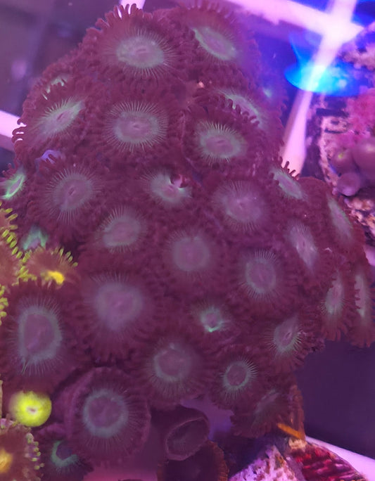 WYSIWYG Zoa Frag