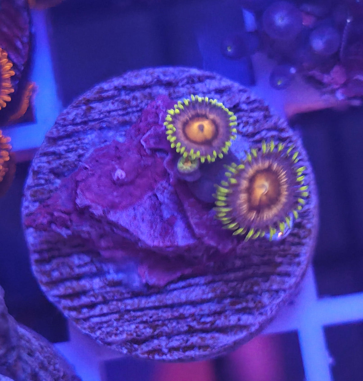 WYSIWYG Zoa Frag