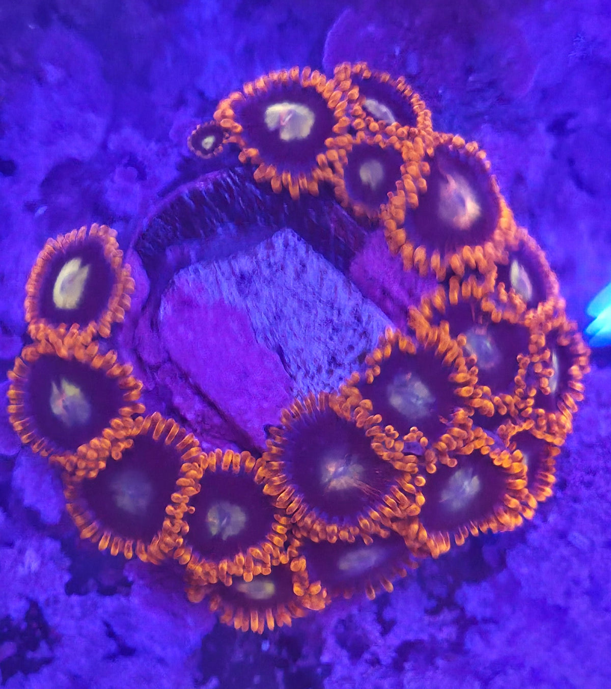 WYSIWYG Zoa Frag