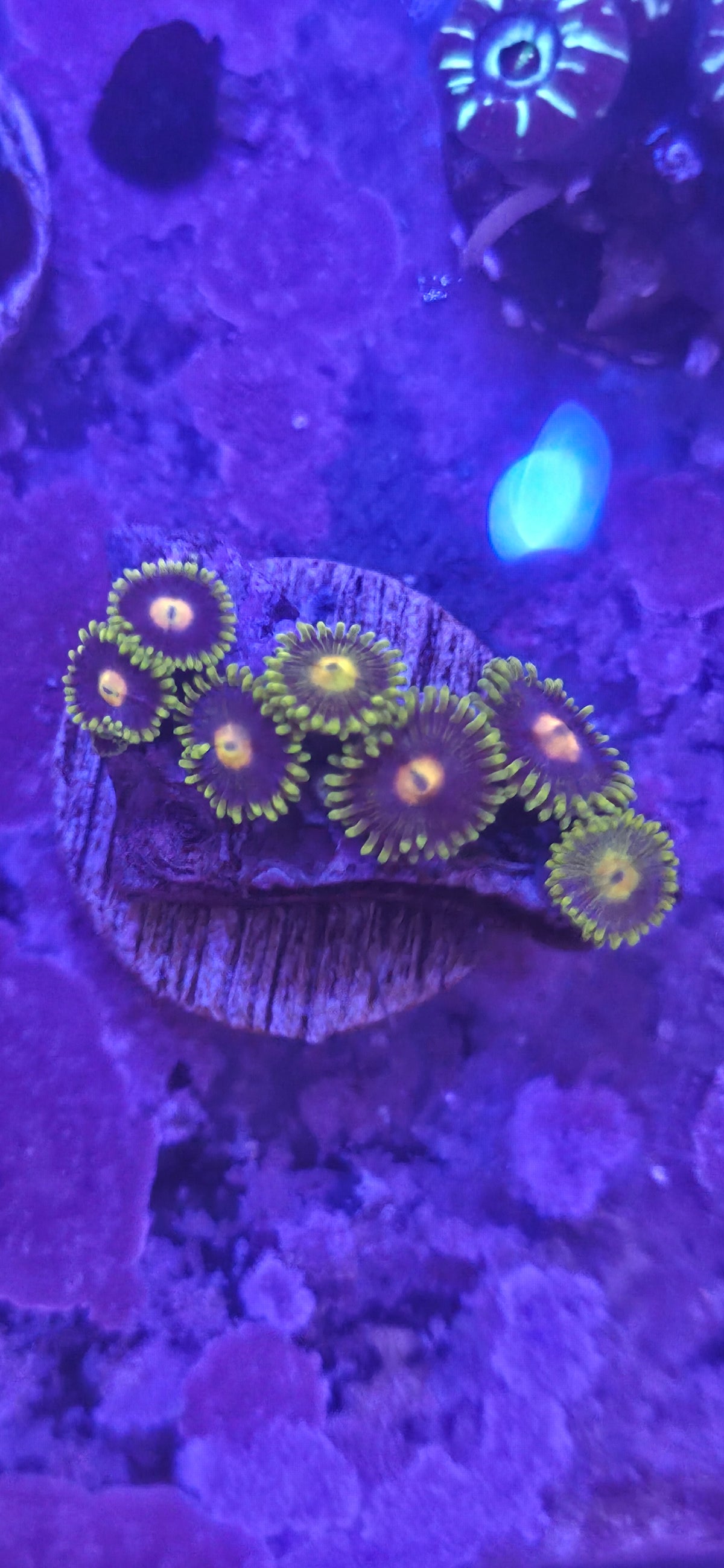 WYSIWYG Zoa Frag