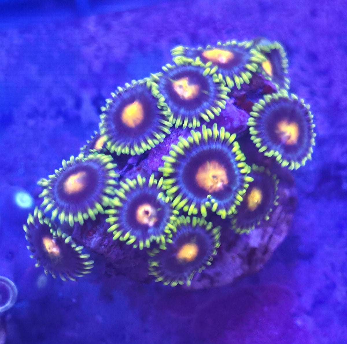 WYSIWYG Zoa Frag