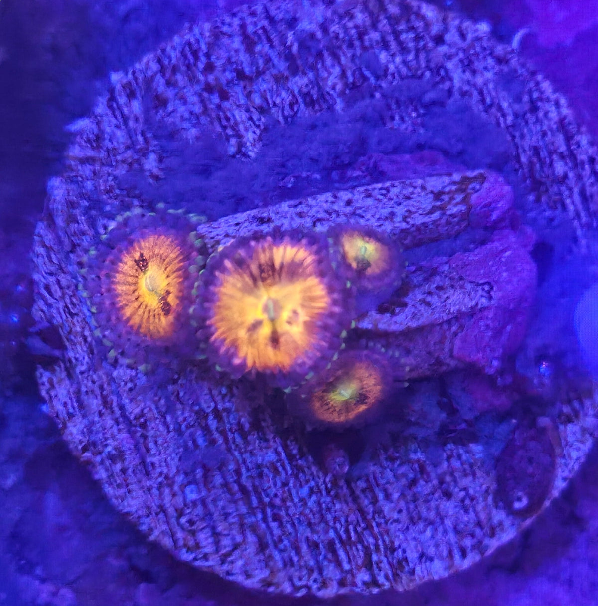 WYSIWYG Zoa Frag