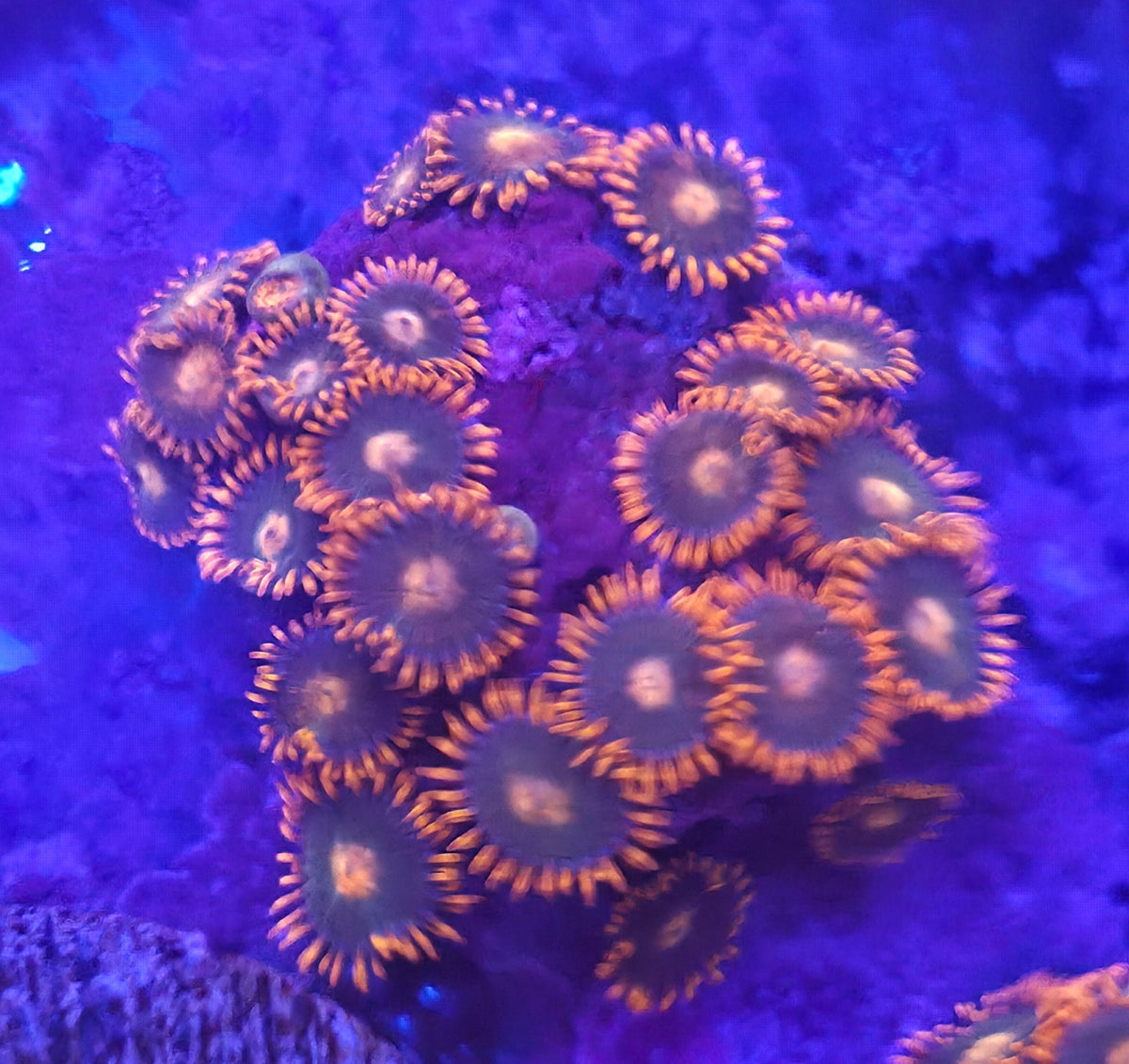 WYSIWYG Zoa Frag