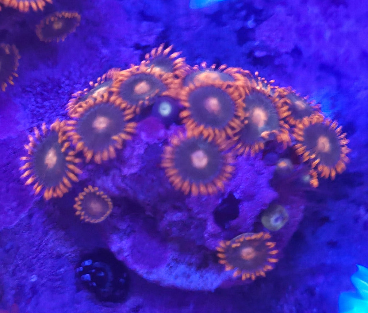 WYSIWYG Zoa Frag