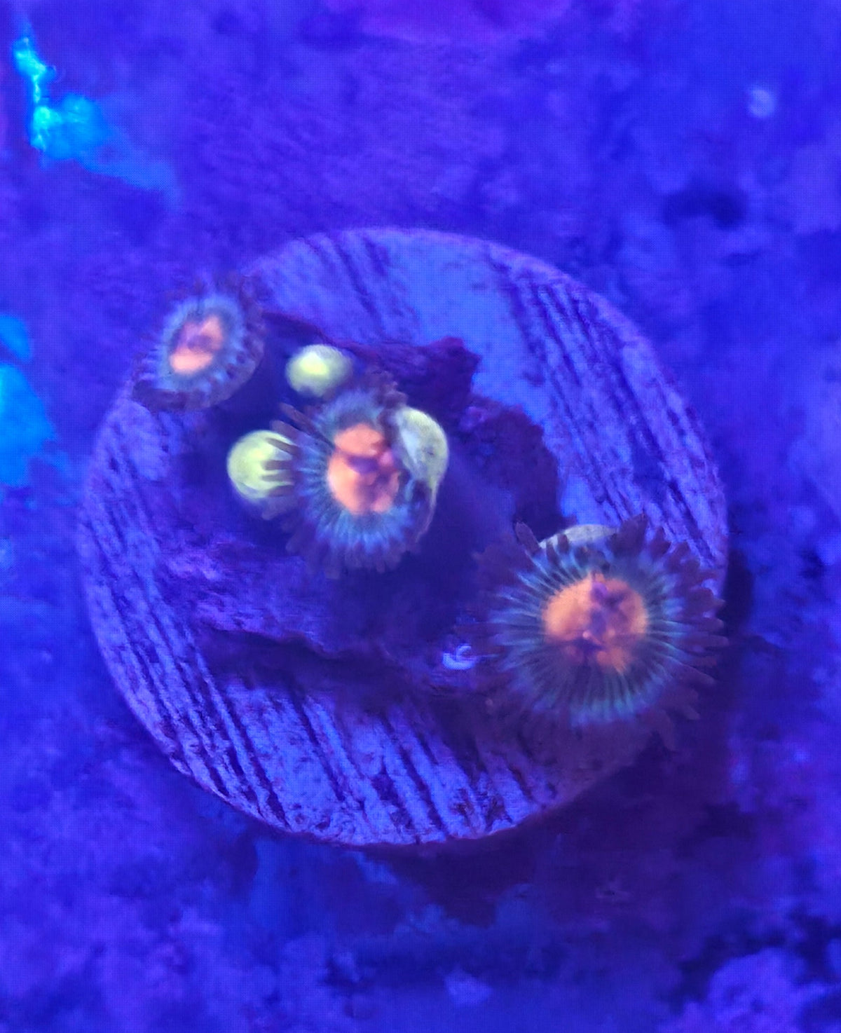 WYSIWYG Zoa Frag