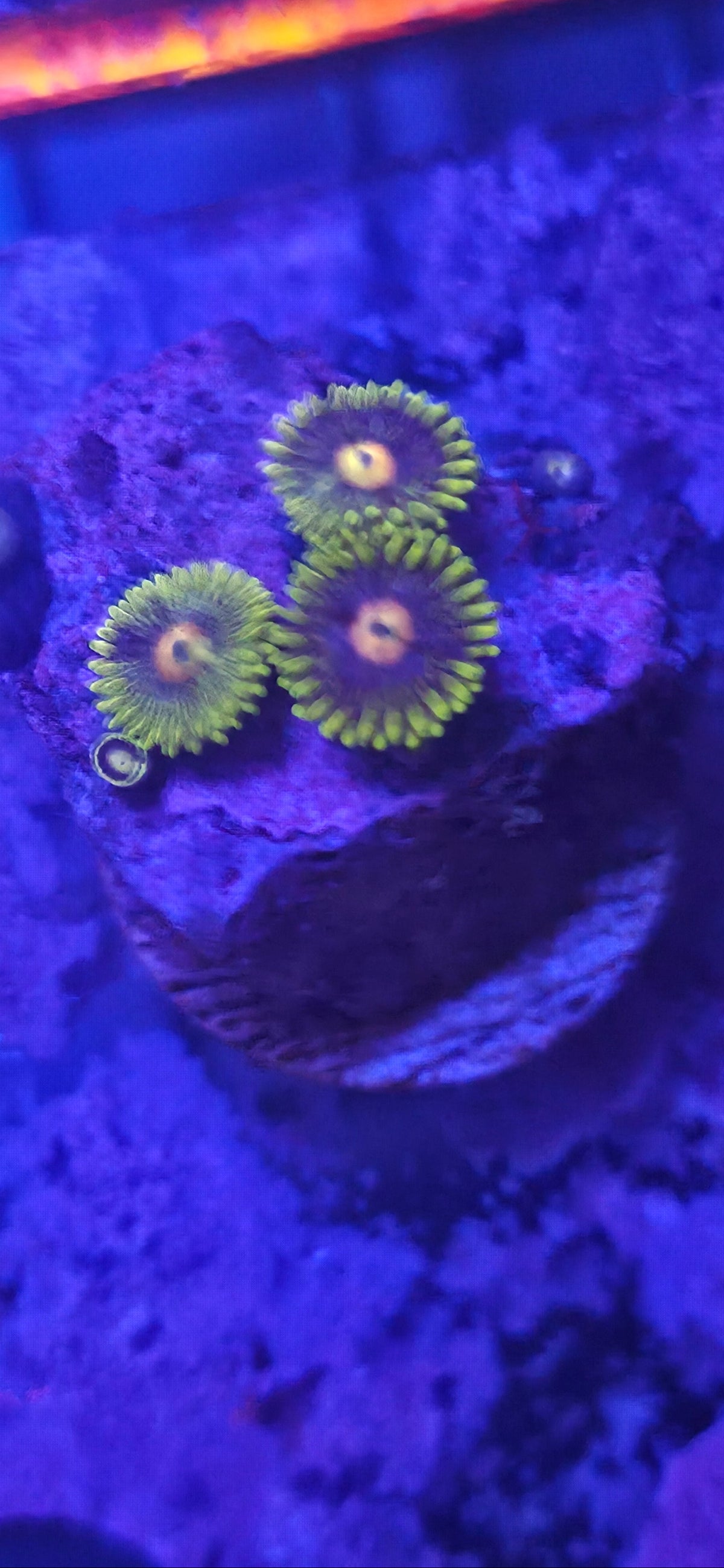 WYSIWYG Zoa Frag
