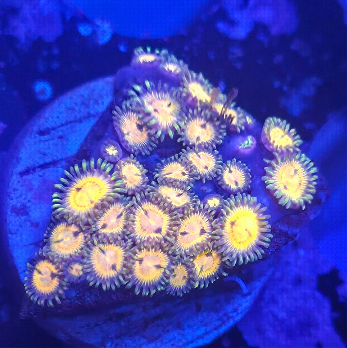 WYSIWYG Zoa Frag