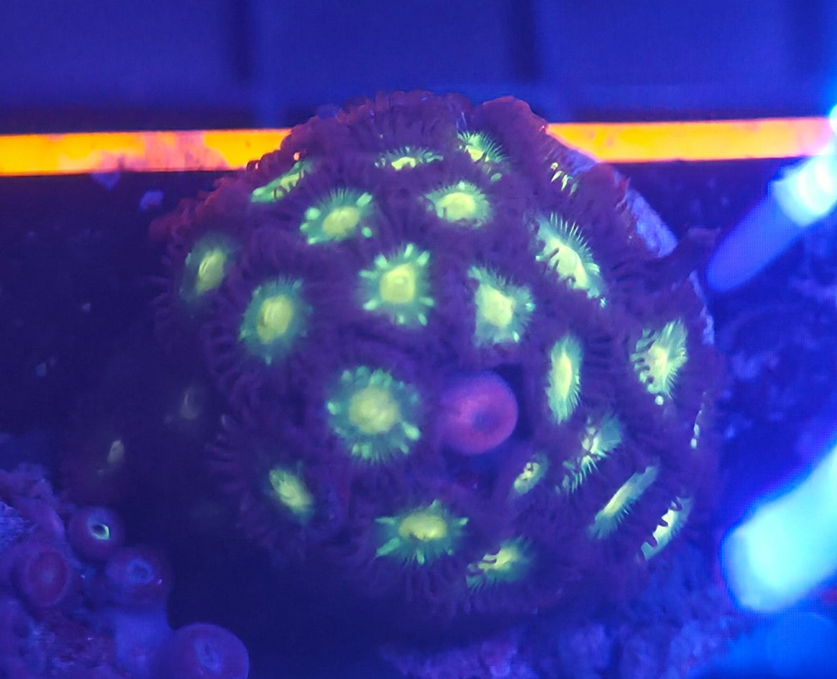 WYSIWYG Zoa Frag