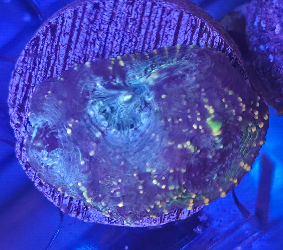WYSIWYG Echinata Frag