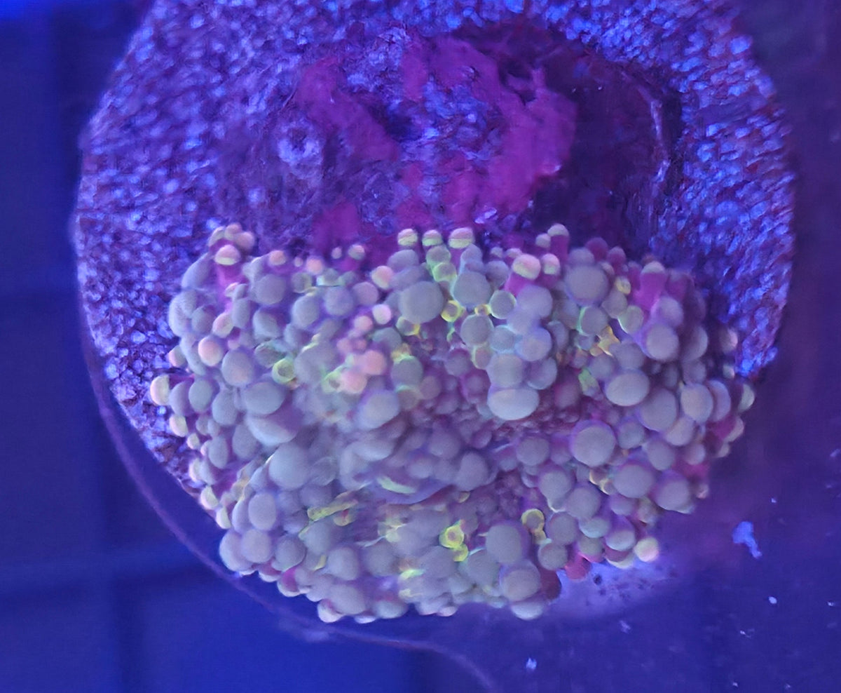 WYSIWYG Yuma Frag
