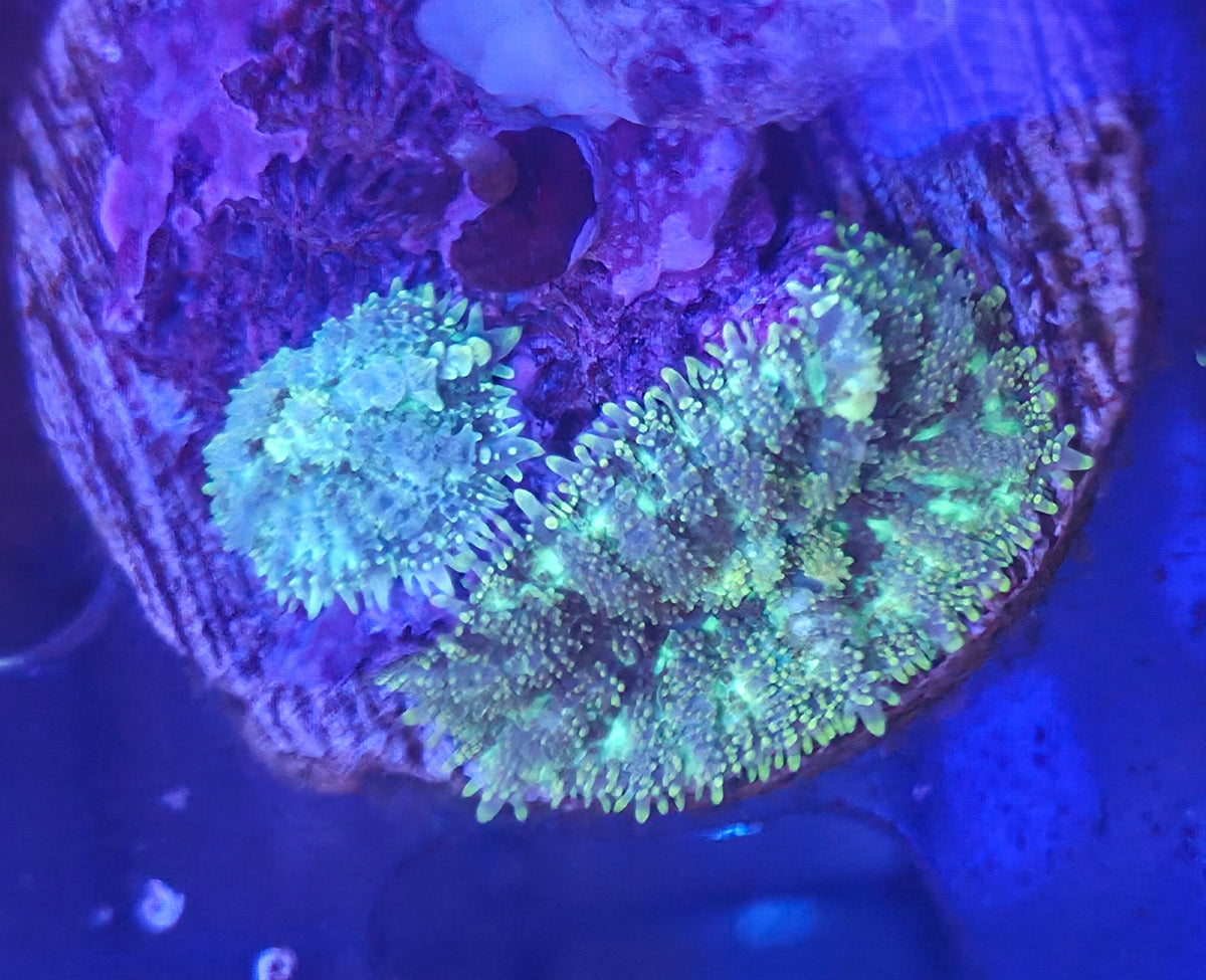 WYSIWYG Bounce Type Rhodactis