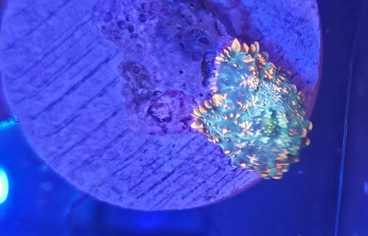 WYSIWYG Rhodactis Frag