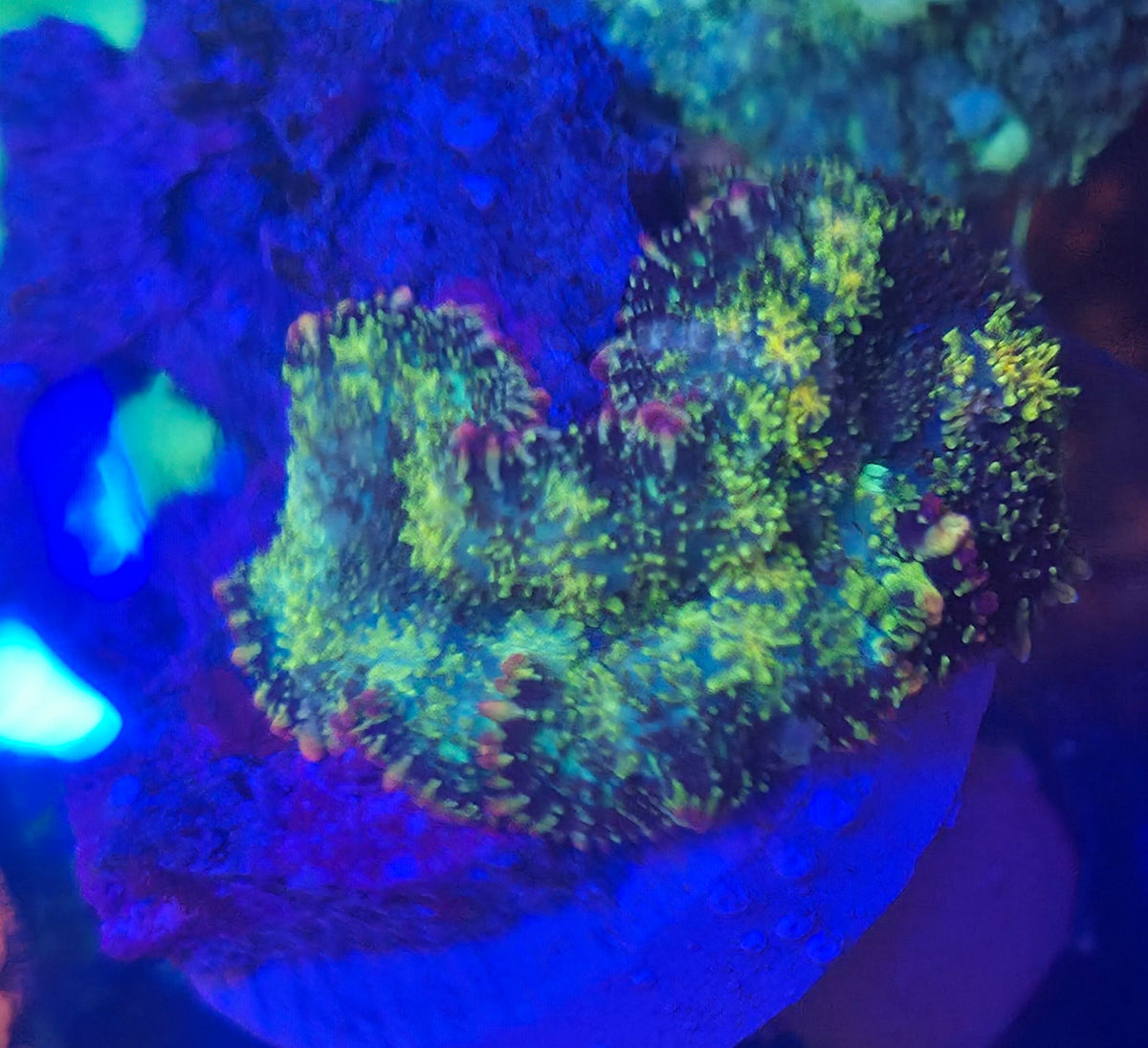 WYSIWYG Rhodactis Frag