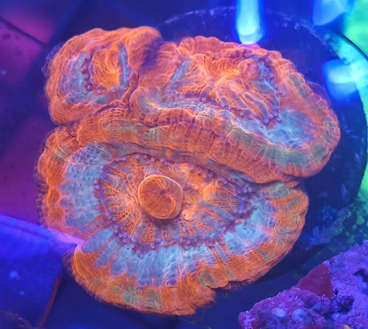 WYSIWYG Wilsoni Frag