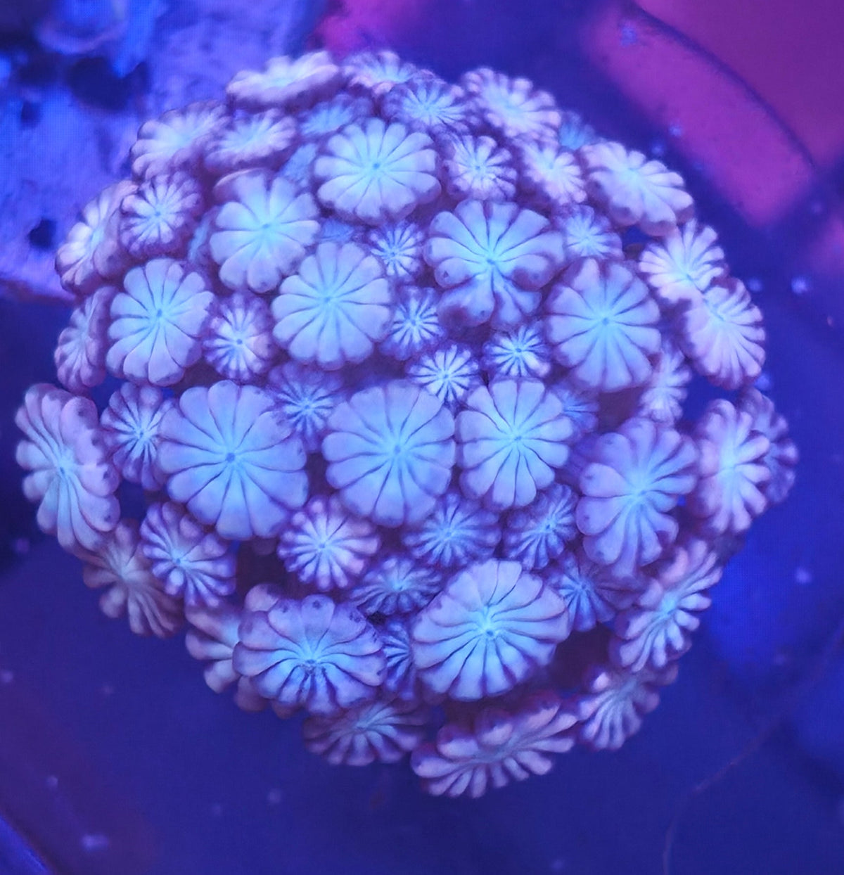 WYSIWYG Cotton Candy Alvepora Frag