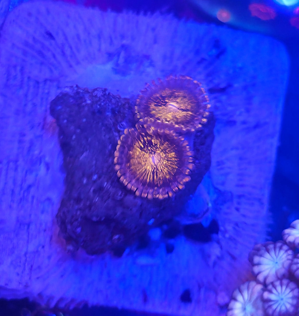 WYSIWYG Zoa Frag