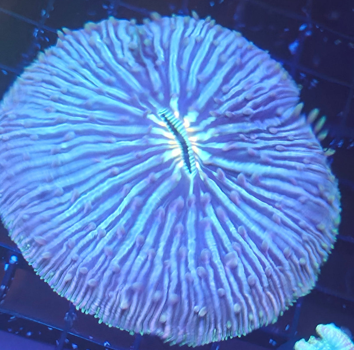 WYSIWYG XL Fungia