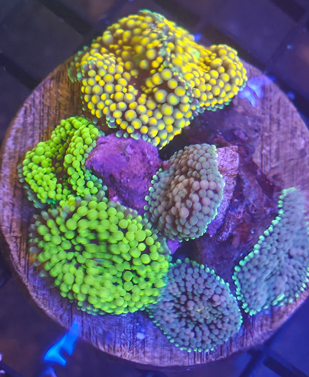 WYSIWYG Ricordea Garden