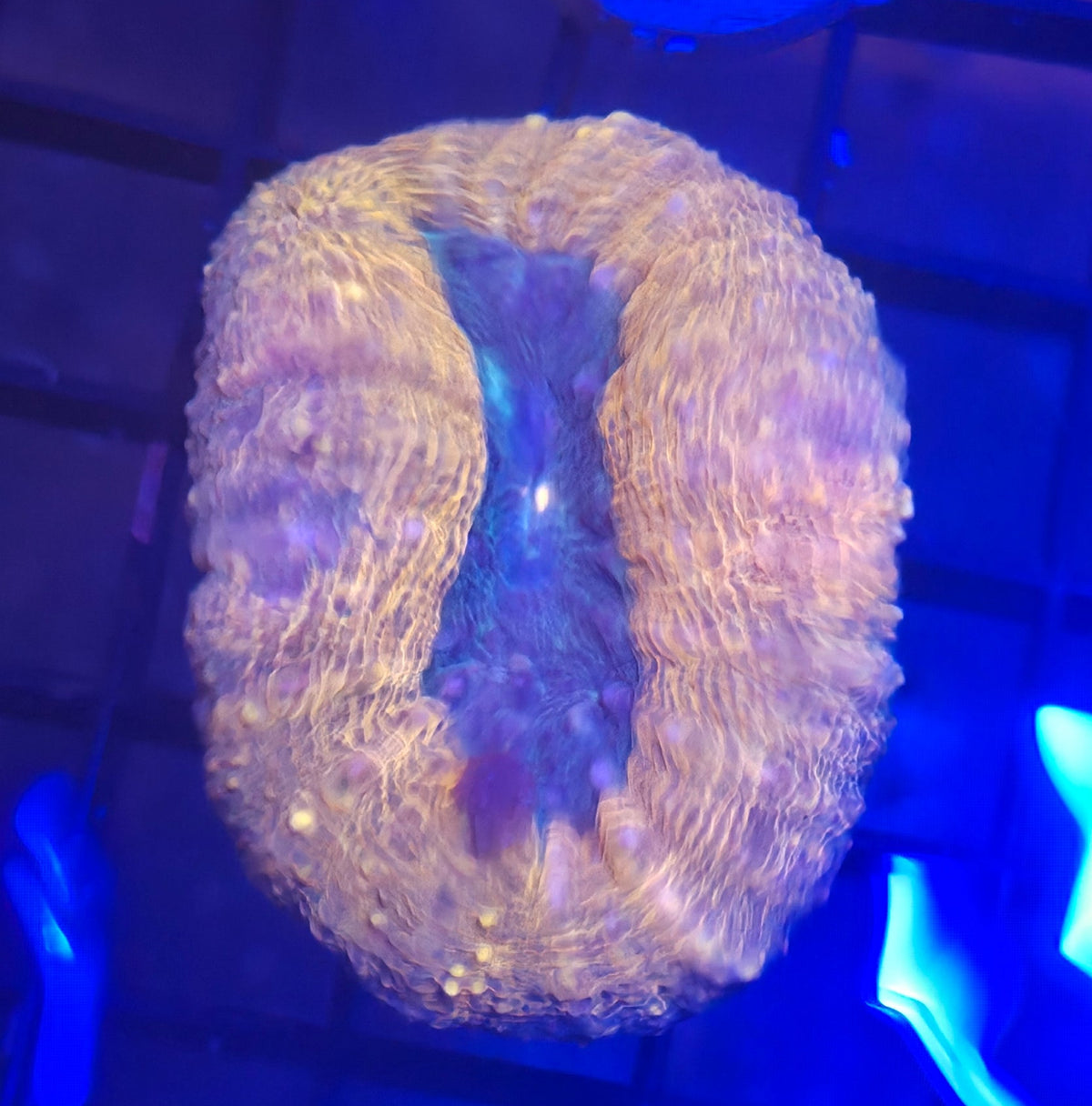 WYSIWYG Lobo Frag