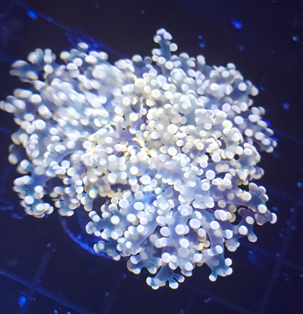 Frogspawn WYSIWYG