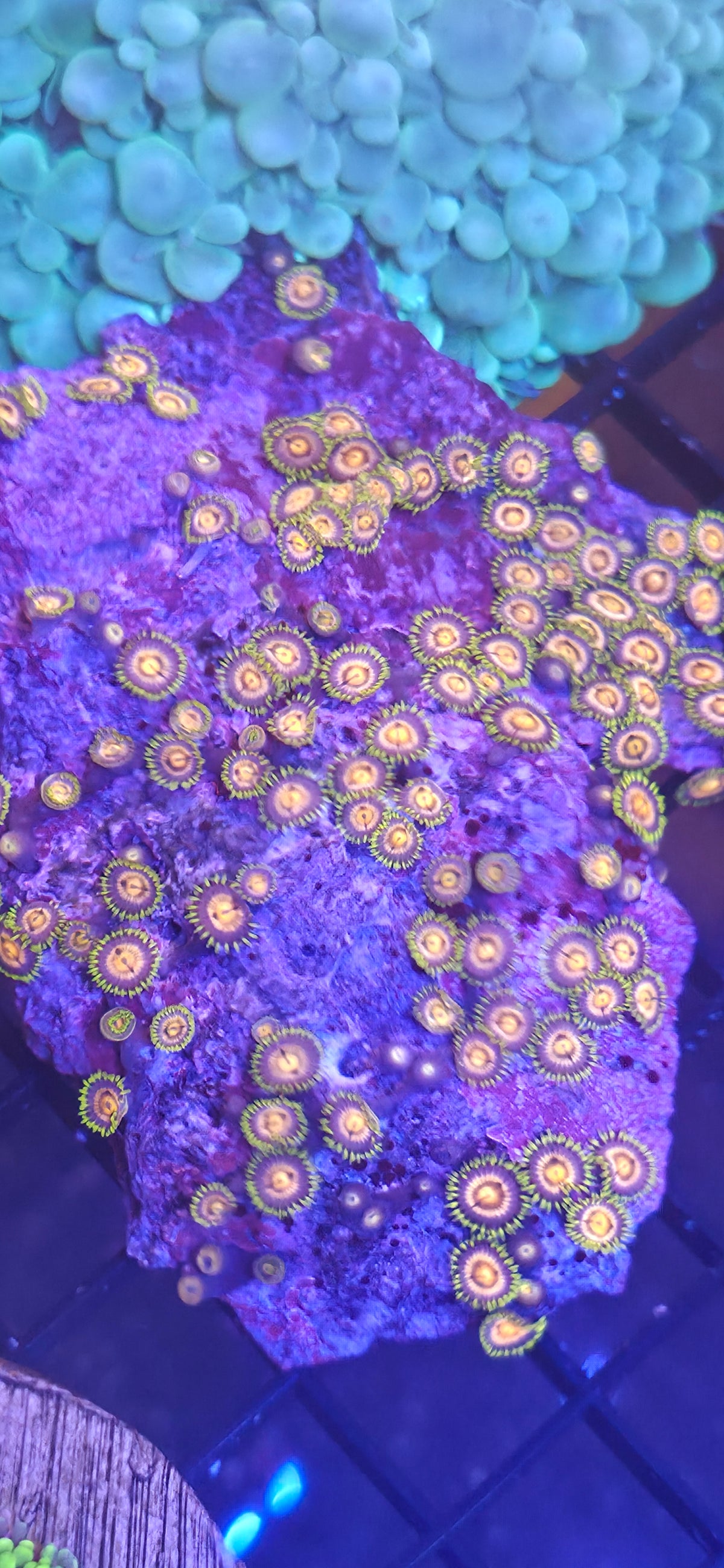 WYSIWYG Zoa S/M Rock
