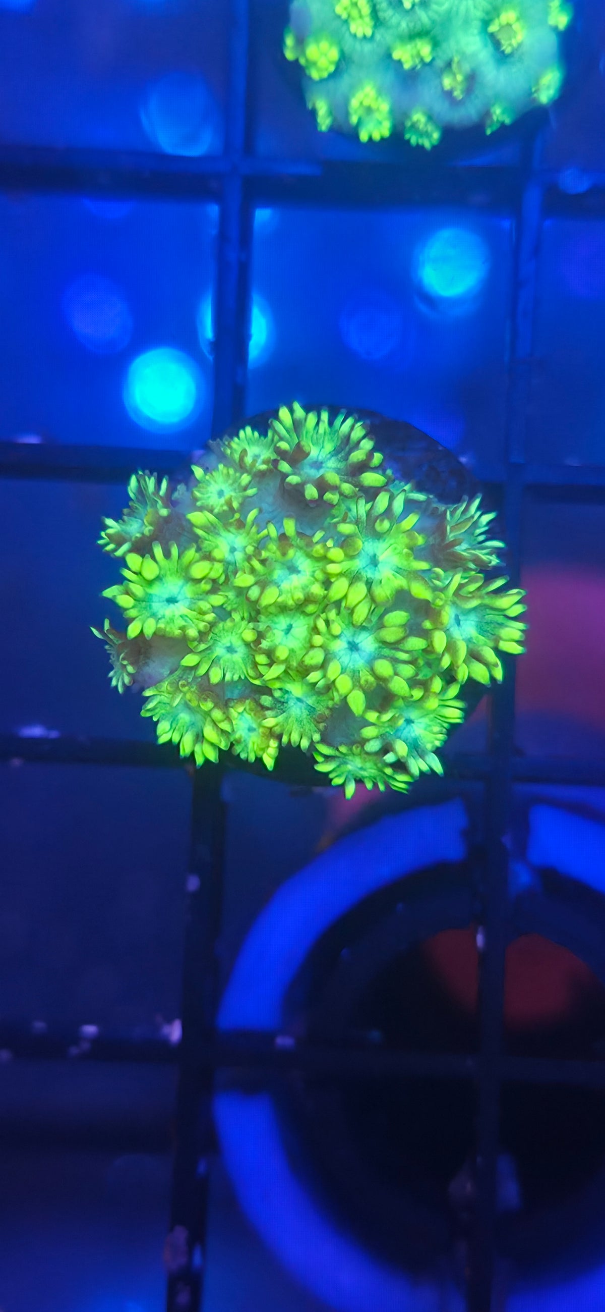Green Goni Frag