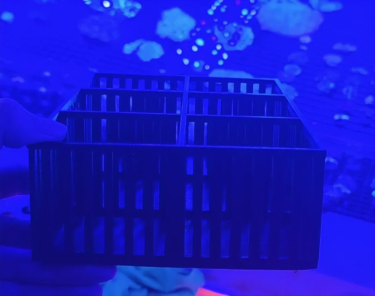 Mushroom Coral Basket