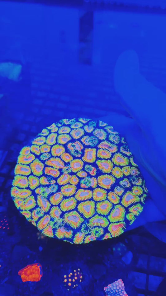 Ultra Favia Waffle