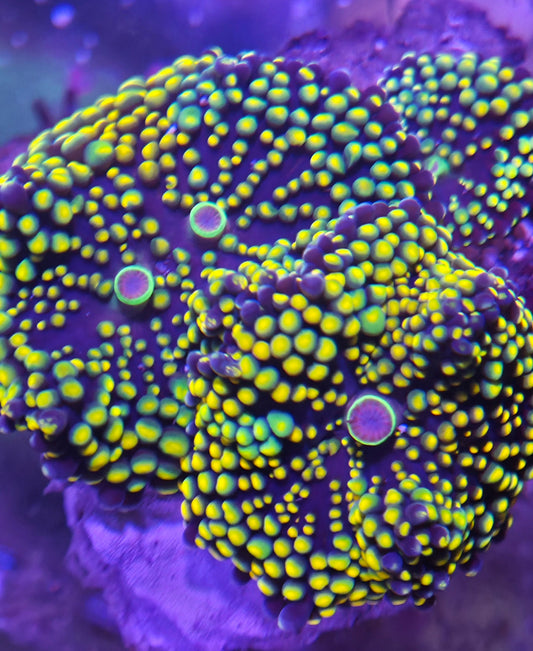 Ricordea Cluster 3+ Polyps