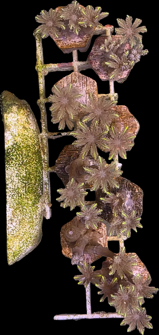 Gold Clove Polyps