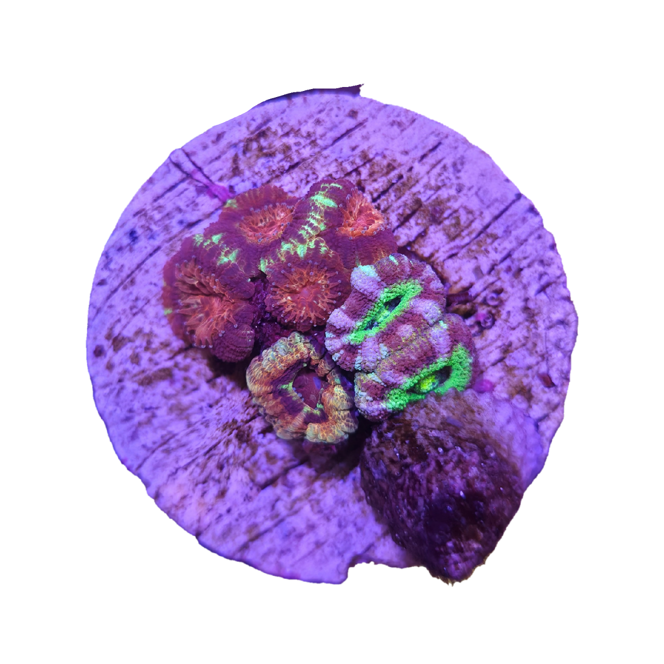 Aqua-Lon Reefing Regroup Waffle Contest