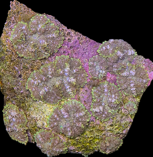 Rhodactis Bounce Mushroom Rock