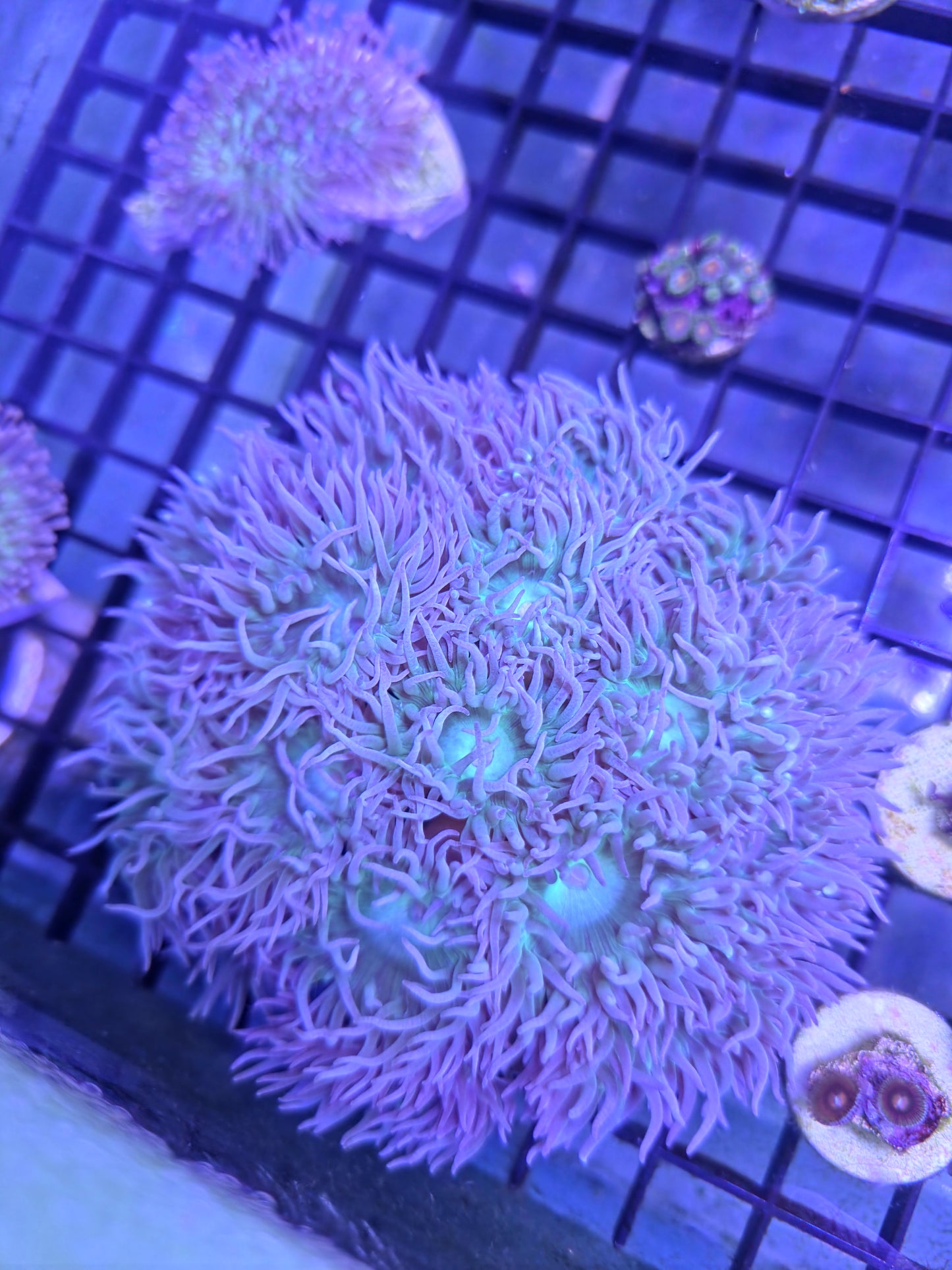 35 Head Duncan Colony