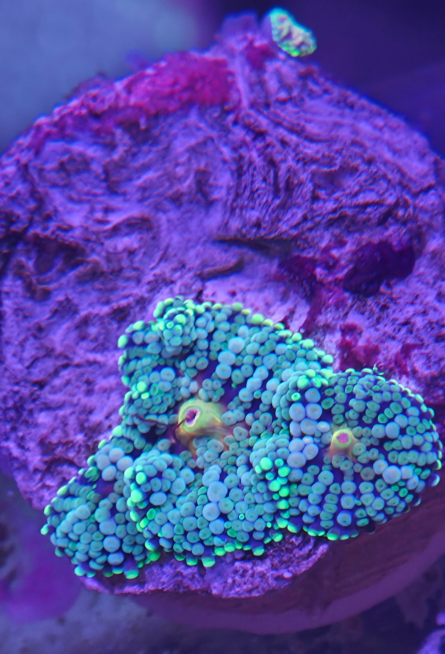 Ricordea Cluster w/ Baby