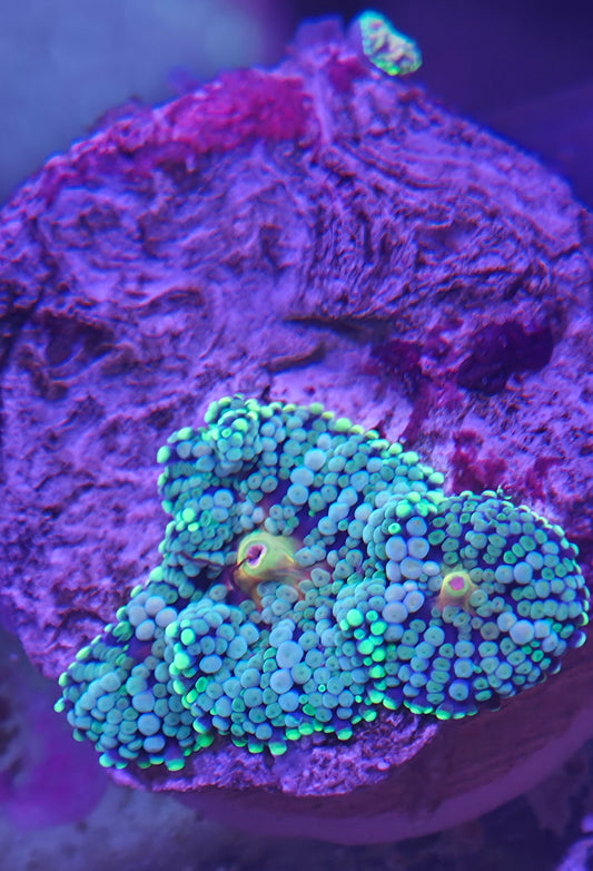 Ricordea Cluster w/ Baby