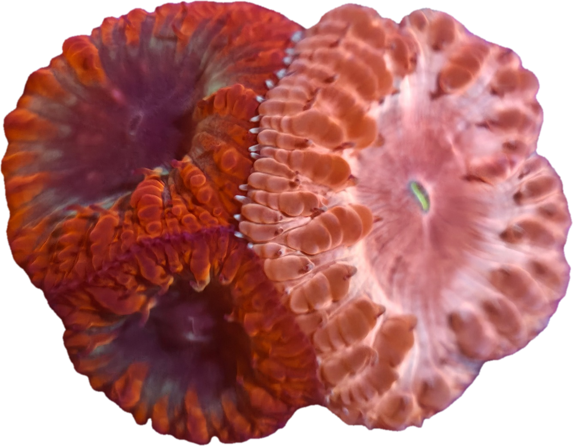 Aqua-Lon Reefing Regroup Waffle Contest