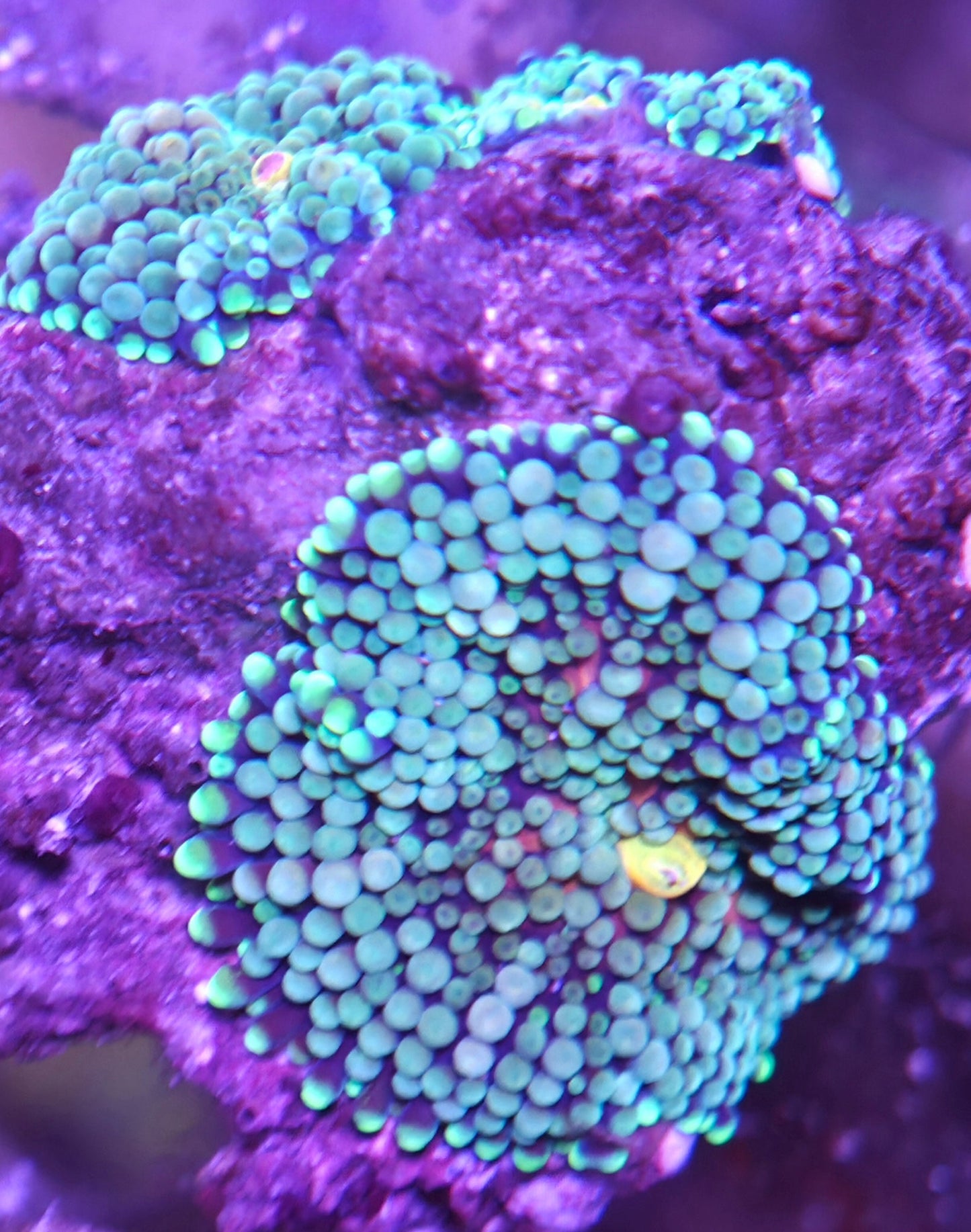 Ricordea Cluster Rock 2+ Polyps